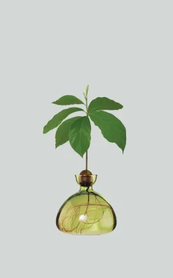 Ilex Studio - Groen Woonaccessoires