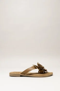 Lazamani - Bruin Slipper