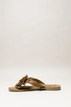 Lazamani - Bruin Slipper
